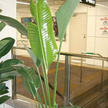 Bird of Paradise Tree Seeds