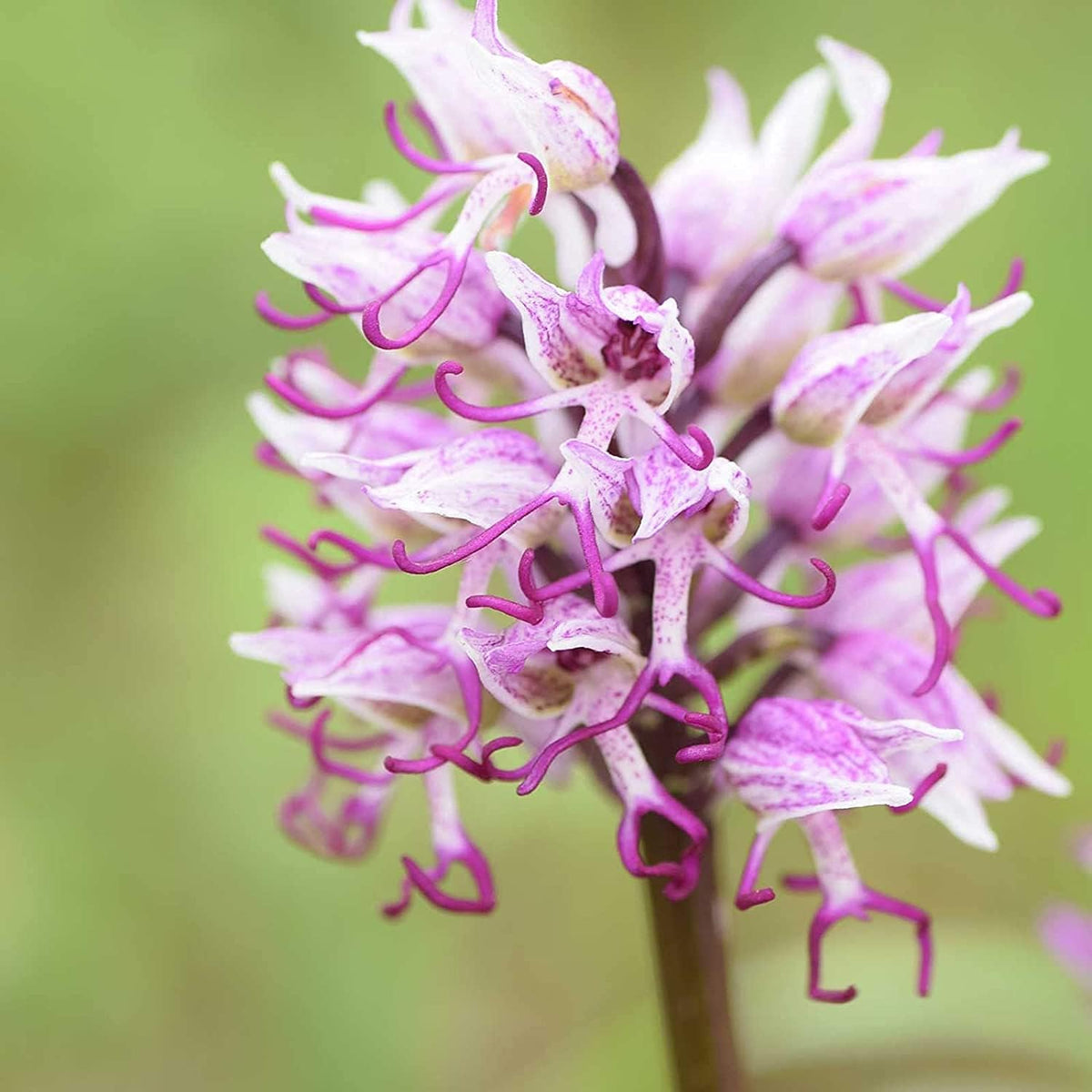 Monkey Orchid Flower Seeds
