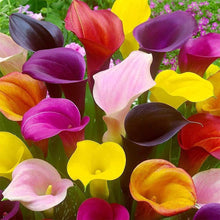Calla Lily Seeds - Mix