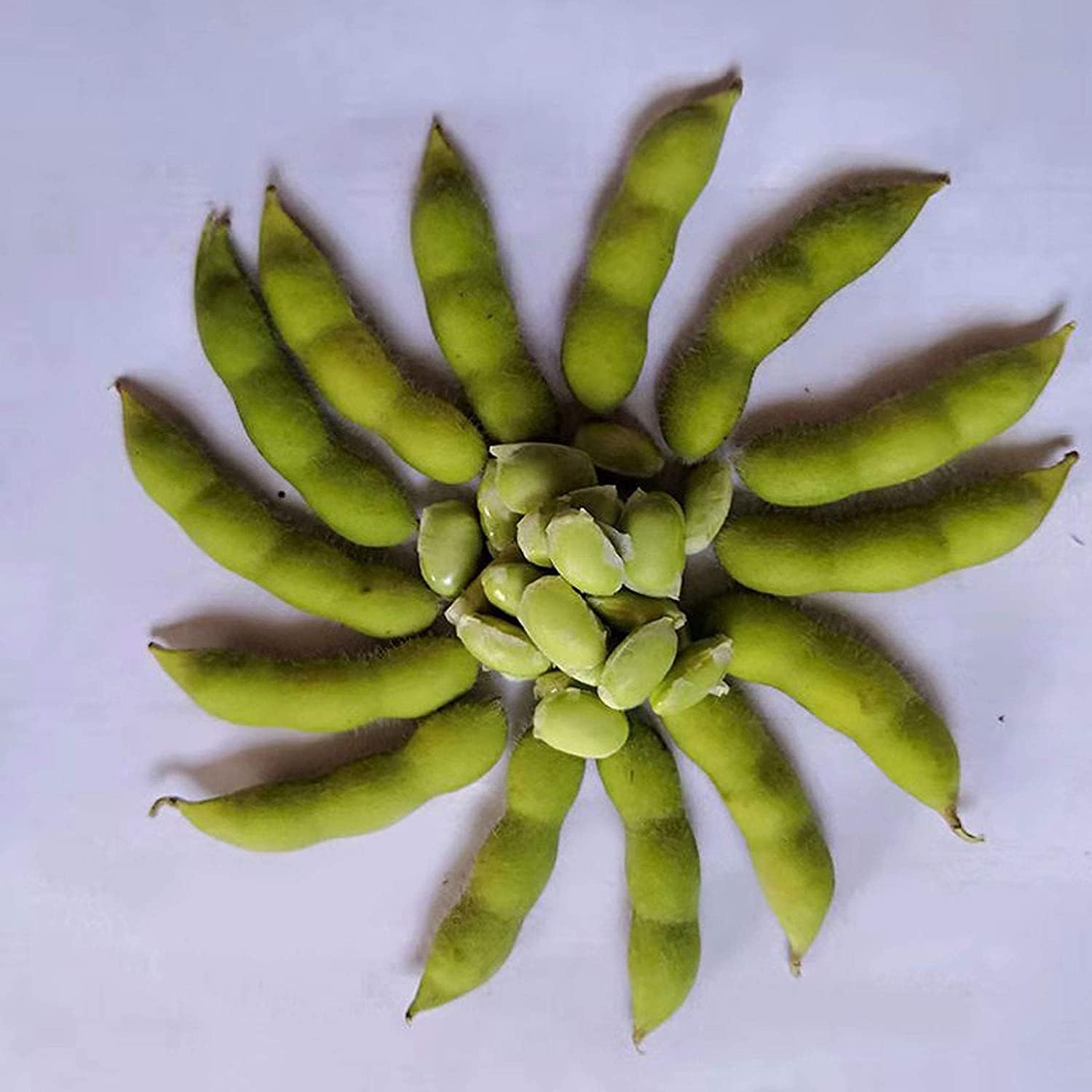 Midori Giant Edamame Seeds up to 50%