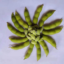Midori Giant Edamame Seeds
