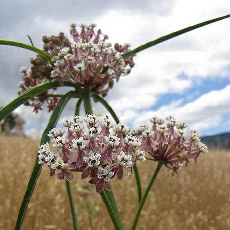 Narrowleaf Milkweed Seeds