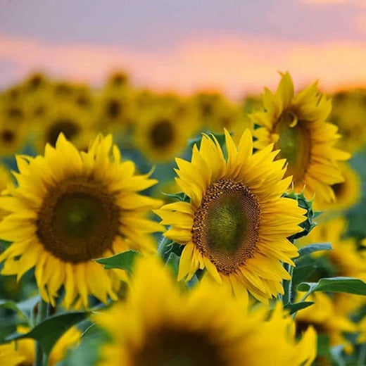 Giant Sunflower Seeds