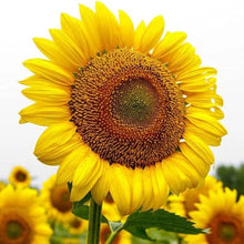 Giant Sunflower Seeds