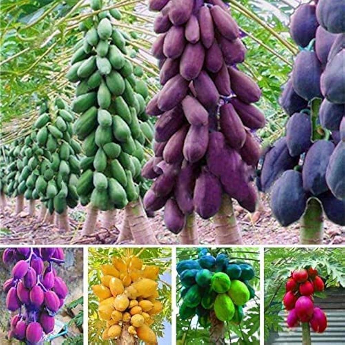 Papaya Fruit Seeds up to 50%