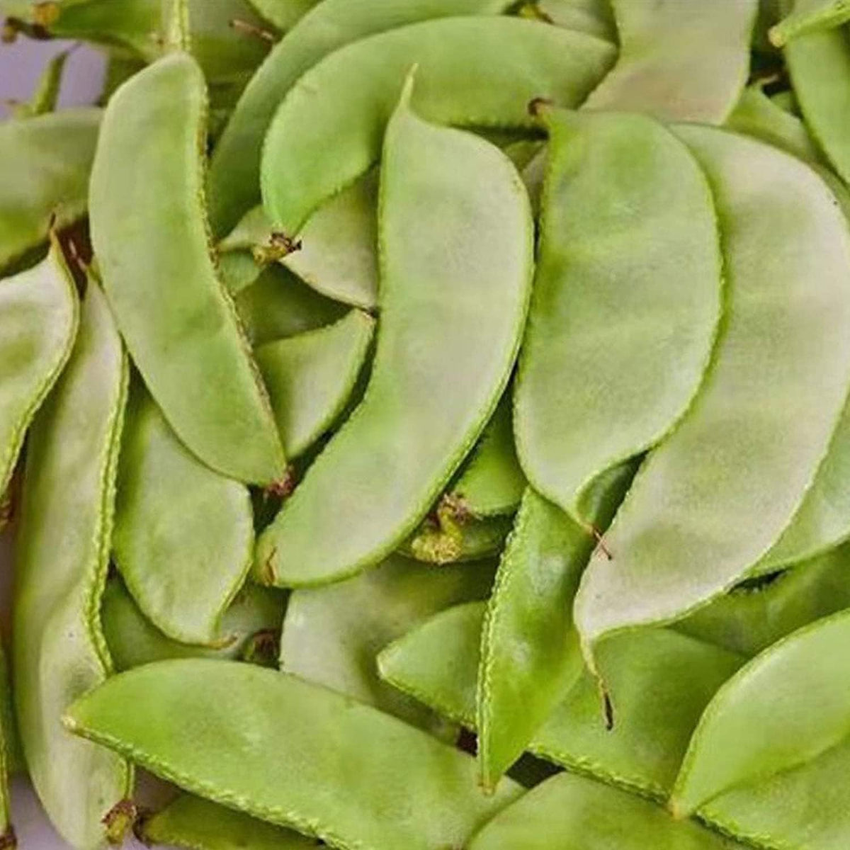 Henderson Lima Bean Seeds