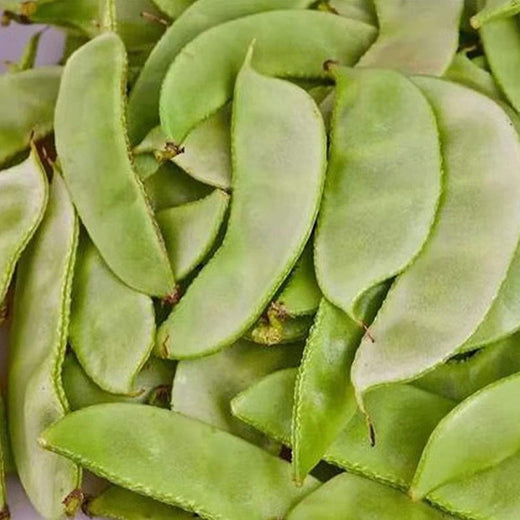 Henderson Lima Bean Seeds