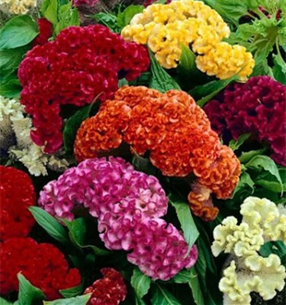 Celosia Cristata