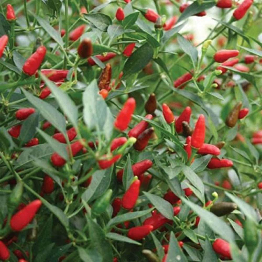 Thai Garden Bird Hot Pepper Seeds – Birds Eye Chili | up to 50%