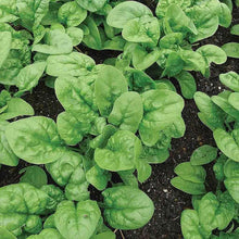 Bloomsdale Spinach Seeds