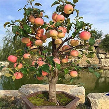 Dwarf Apple Bonsai Seeds