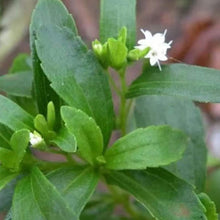 Stevia Sweetleaf Seeds