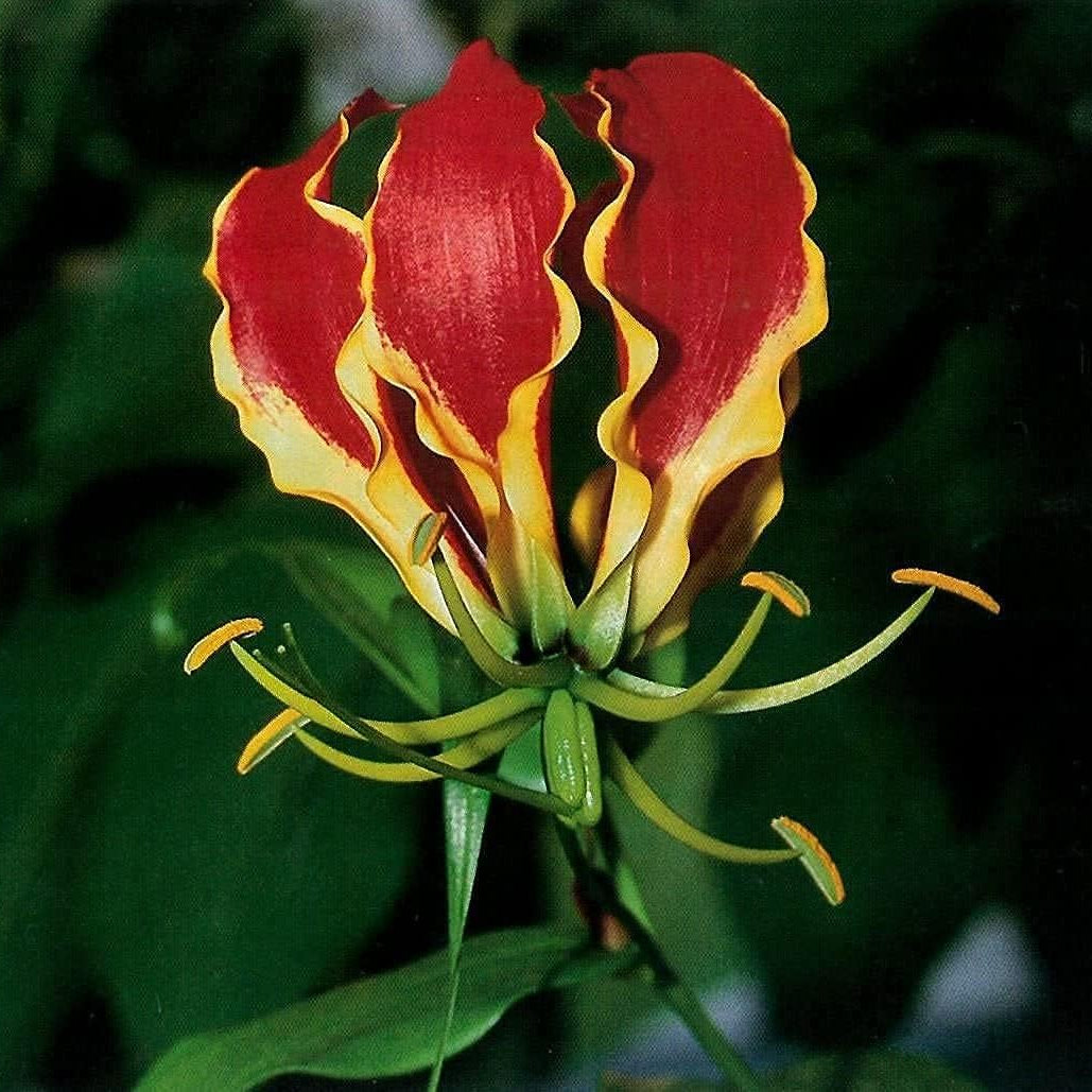 Gloriosa superba (Flame Lily) Seeds ¨C Exotic Climbing Flower
