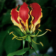 Flame Lily Seeds