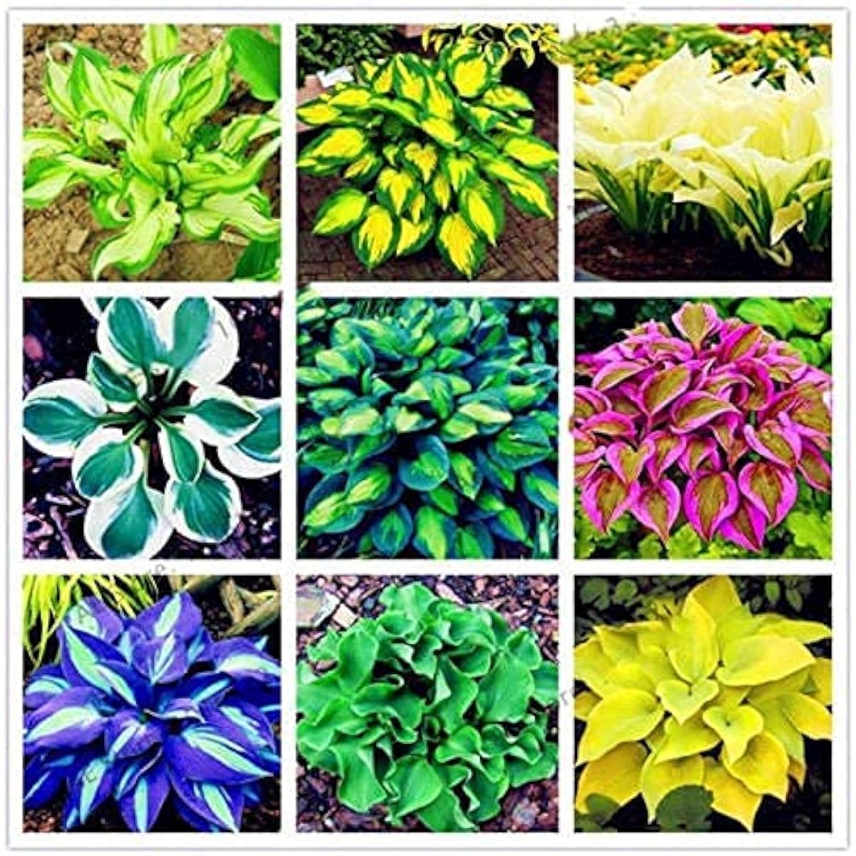 Mixed Hosta Plant Seeds up to 50%