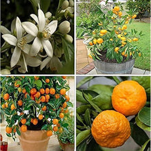 Bonsai Orange Tree Seeds