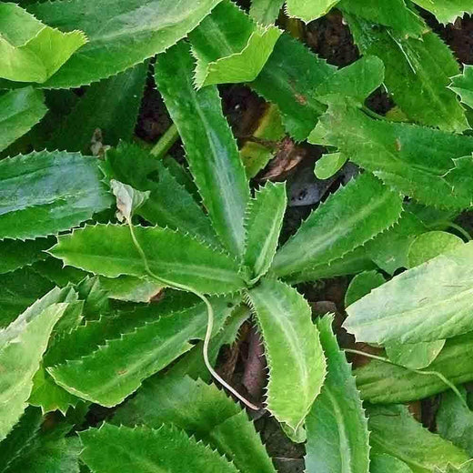 Culantro Seeds