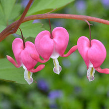 Pink Poof Peony Seeds
