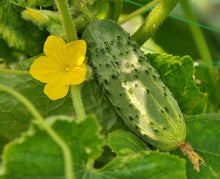 Nezhin Pickling Cucumber Seeds