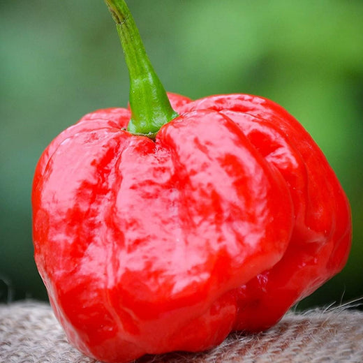 MOA Red Scotch Bonnet Pepper Seeds