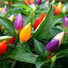 Colorful Mini Ornamental Pepper Seeds