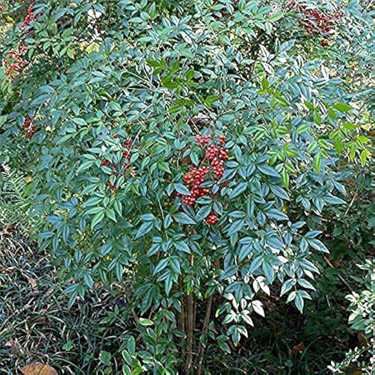 Heavenly Bamboo Seeds up to 50%