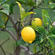 Lemon Tree Seeds