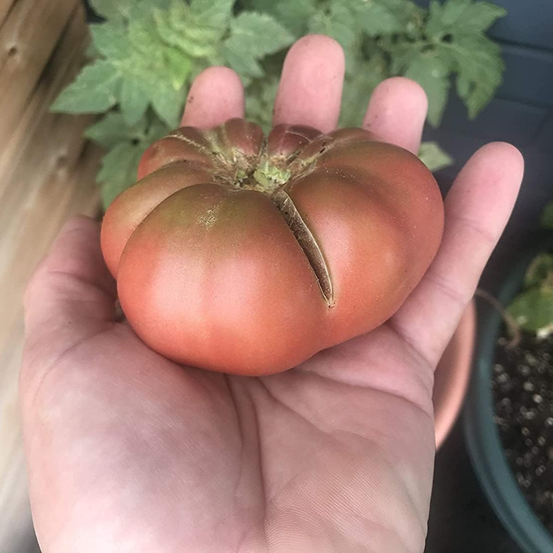 Cherokee Purple Tomato Seeds up to 50%