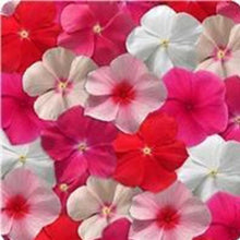 Vinca Seeds