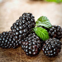 Mulberry Tree Seeds