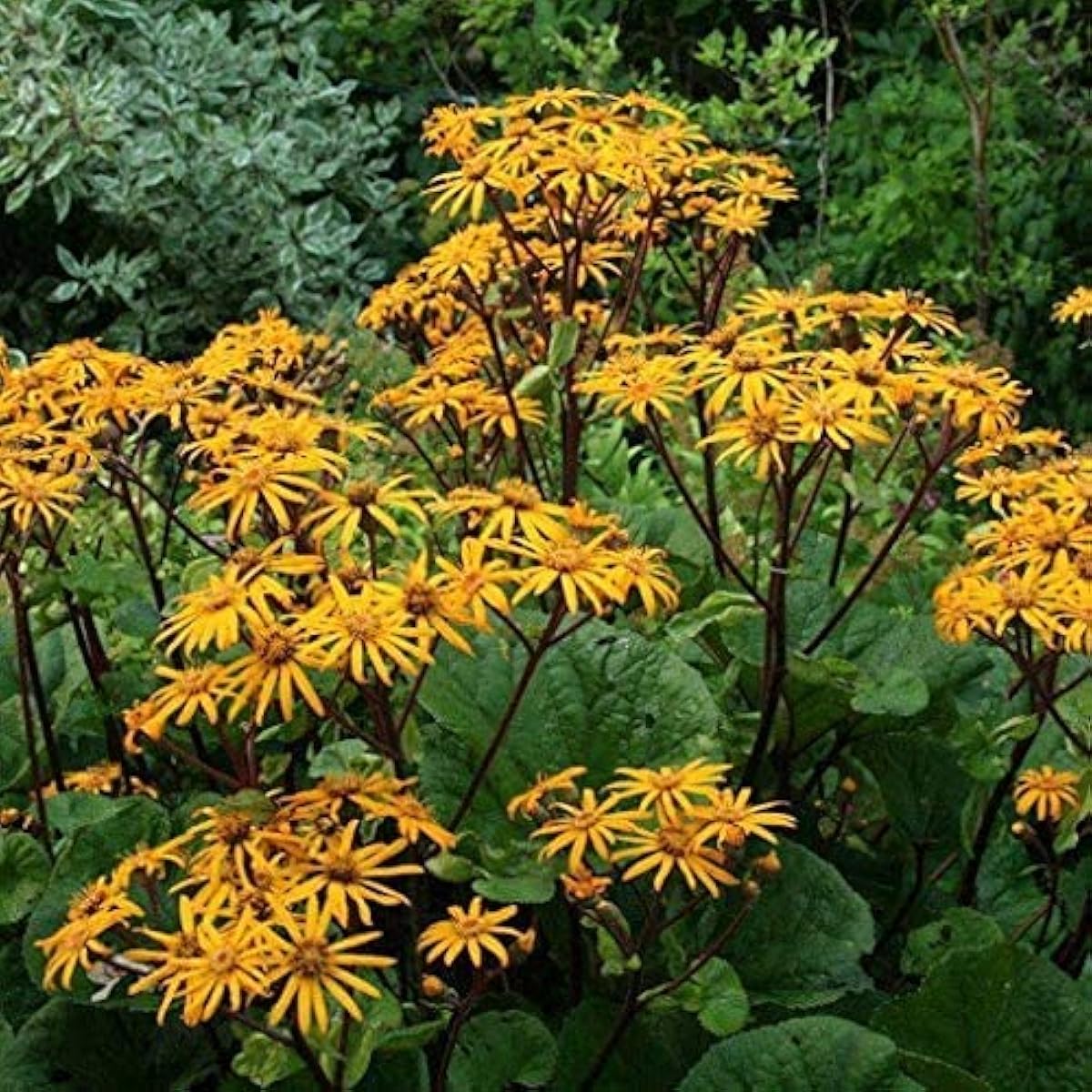 Blue Caladium Flower Seeds up to 50%