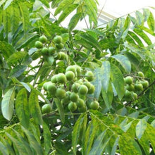 Soapberry Seeds
