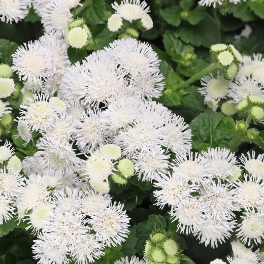 White Floss Flower Seeds