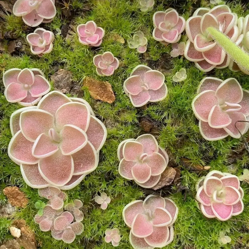 Butterwort Seeds