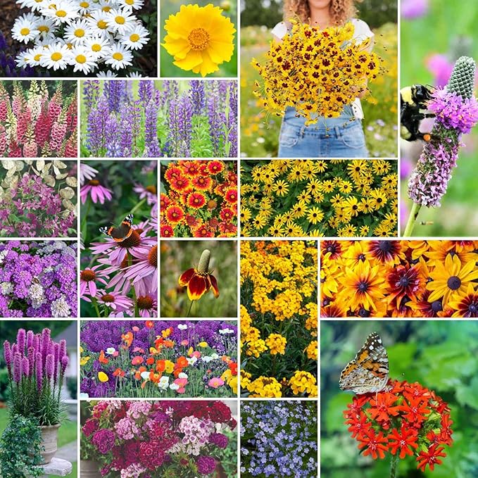 Wildflower Seeds