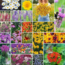 Wildflower Seeds