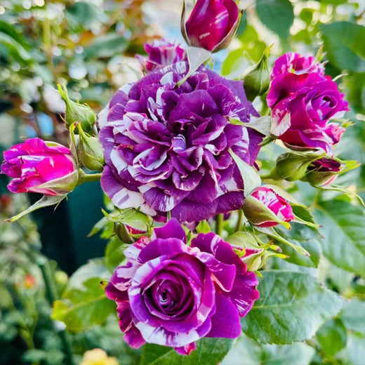 Scented Jewel Rose Seeds