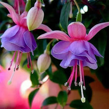 Fuchsia Seeds