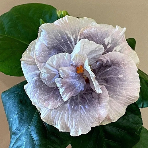 Hibiscus Double Luna Seeds