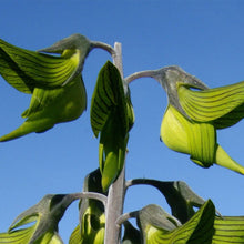 Green Birdflower Seeds