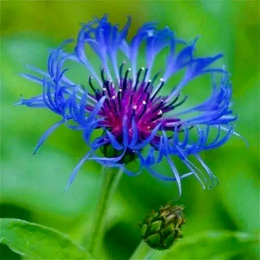 Cornflower Seeds