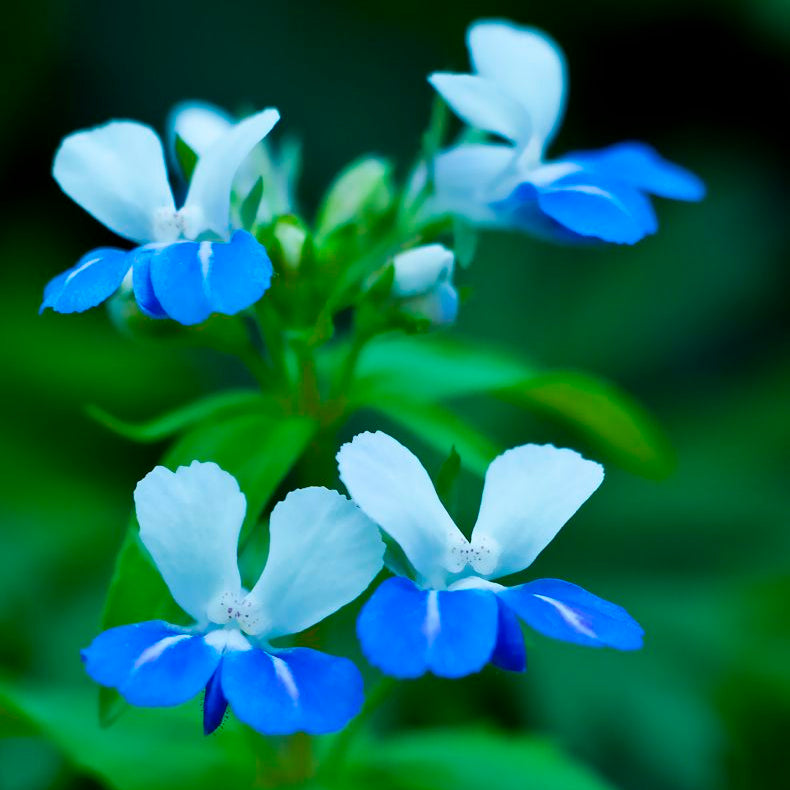 Blue-Eyed Mary Flower Seeds up to 50%