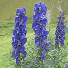 Monkshood Seeds