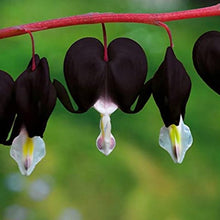 Black Bleeding Heart Seeds