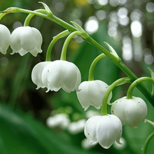 Lily of the Valley Seeds