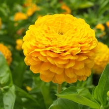 Mix Zinnia Seeds