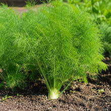 Brown Dill Seeds