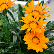 Gazania Seeds - Dwarf Mix