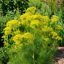 Yellow Dill Seeds