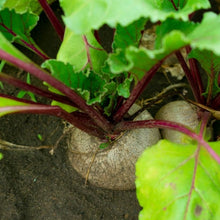 Beet Seeds